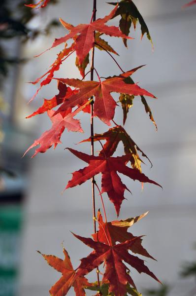 DSC_0464.JPG