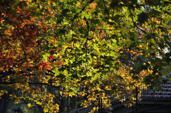 DSC_0479.JPG