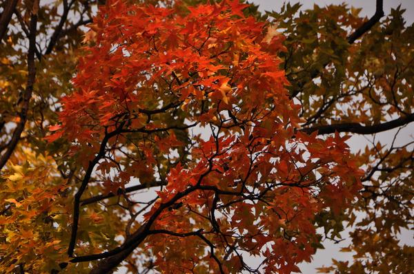 DSC_0492.JPG