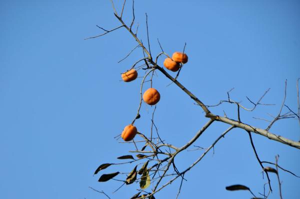 DSC_0499.JPG
