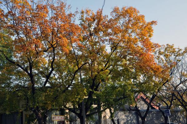 DSC_0501.JPG