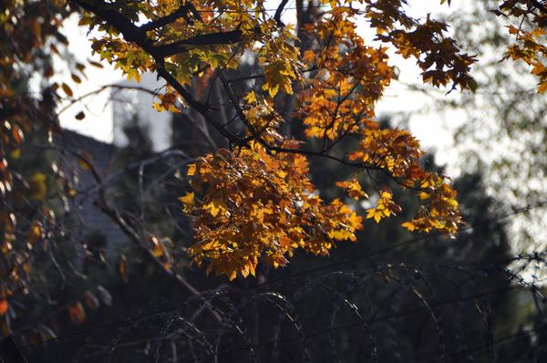 DSC_0502.JPG