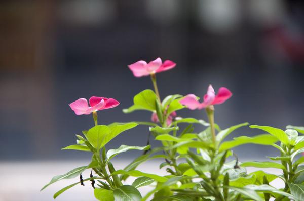 DSC_0438.jpg