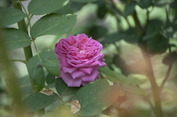 DSC_0469.jpg
