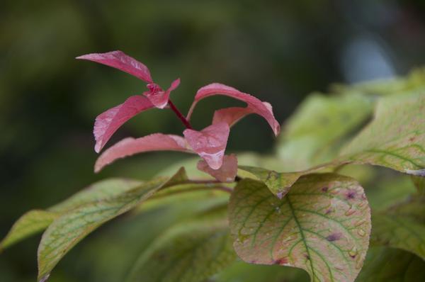 DSC_0441.jpg