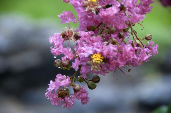 DSC_0443.jpg
