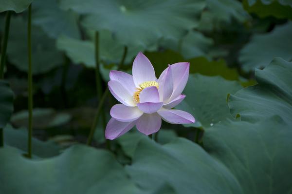 DSC_0444.jpg
