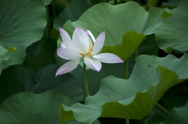 DSC_0419.jpg