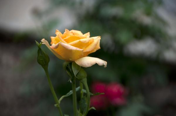 DSC_0427.jpg