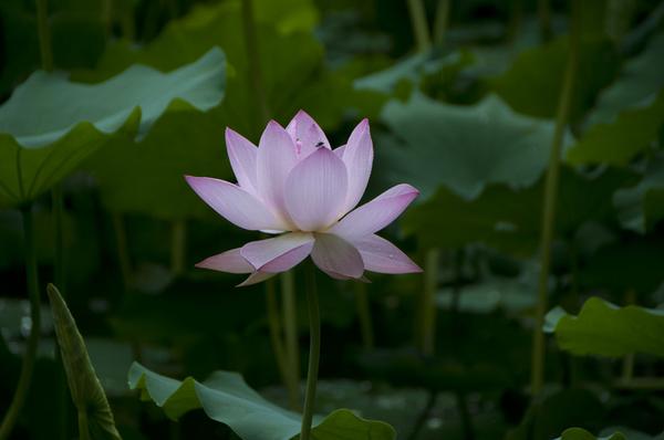 DSC_0462.jpg