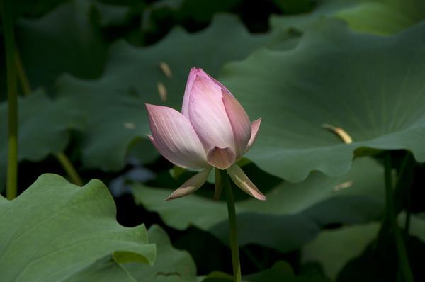 DSC_0488.jpg