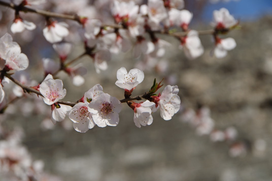 DSC_1887_NIKON D5000_150 mm_ISO 200_1-500 秒 (f - 11)_光圈优先_点测光_0 EV.jpg