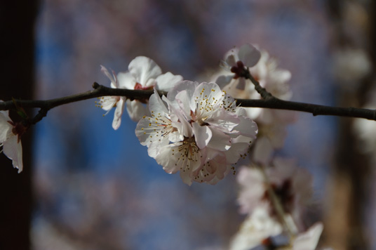 DSC_1894_NIKON D5000_200 mm_ISO 200_1-1600 秒 (f - 7.1)_光圈优先_点测光_0 EV.jpg