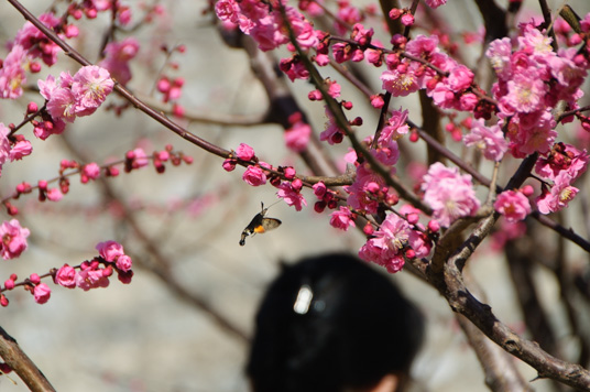 DSC_1912_NIKON D5000_200 mm_ISO 200_1-1000 秒 (f - 6.3)_光圈优先_点测光_0 EV.jpg