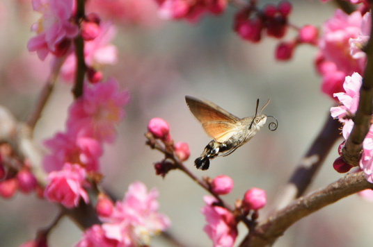 DSC_1924_NIKON D5000_200 mm_ISO 200_1-640 秒 (f - 5.6)_光圈优先_点测光_0 EV.jpg