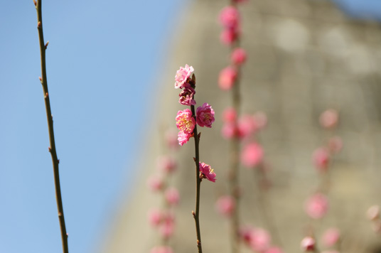 DSC_1934_NIKON D5000_200 mm_ISO 200_1-500 秒 (f - 6.3)_光圈优先_点测光_0 EV.jpg