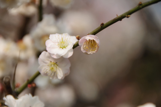 DSC_1941_NIKON D5000_200 mm_ISO 200_1-1000 秒 (f - 6.3)_光圈优先_点测光_0 EV.jpg