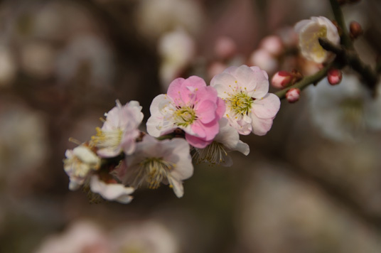 DSC_1944_NIKON D5000_200 mm_ISO 200_1-1600 秒 (f - 6.3)_光圈优先_点测光_0 EV.jpg