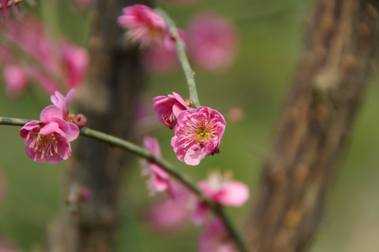 DSC_1945_NIKON D5000_200 mm_ISO 200_1-320 秒 (f - 6.3)_光圈优先_点测光_0 EV.jpg