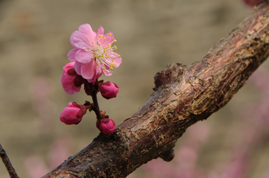 DSC_1953_NIKON D5000_200 mm_ISO 200_1-160 秒 (f - 13)_光圈优先_点测光_0 EV.jpg