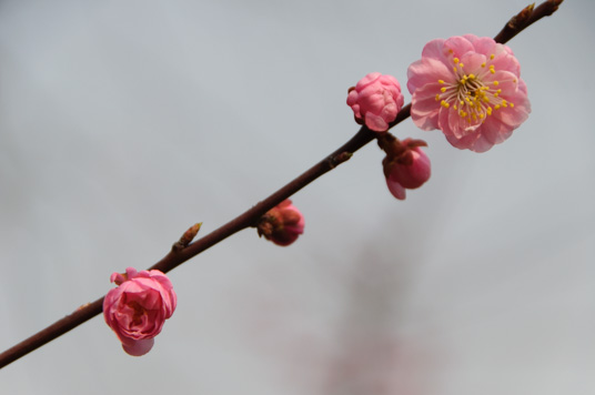 DSC_1967_NIKON D5000_200 mm_ISO 200_1-1000 秒 (f - 6.3)_光圈优先_点测光_0 EV.jpg
