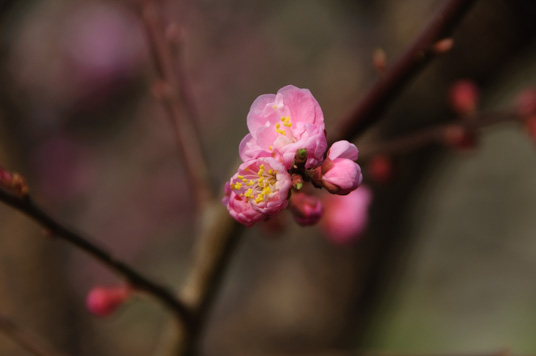 DSC_1971_NIKON D5000_200 mm_ISO 200_1-800 秒 (f - 6.3)_光圈优先_点测光_0 EV.jpg