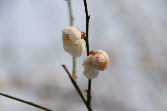 DSC_1973_NIKON D5000_200 mm_ISO 200_1-1000 秒 (f - 6.3)_光圈优先_点测光_0 EV.jpg