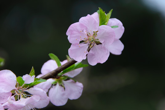 DSC_2042_NIKON D5000_200 mm_ISO 200_1-400 秒 (f - 5.6)_光圈优先_矩阵测光_0 EV.jpg