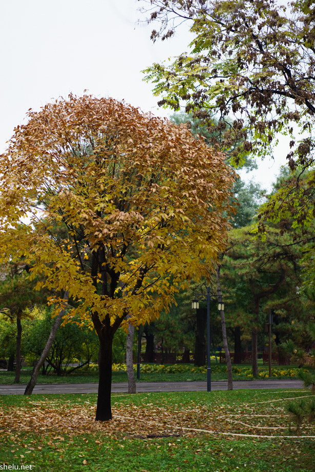 DSC03139_ILCE-7R_FE 55mm F1.8 ZA_55 mm_ISO 400_1-90 秒 (f - 2.0)_光圈优先_矩阵测光_0 EV.jpg