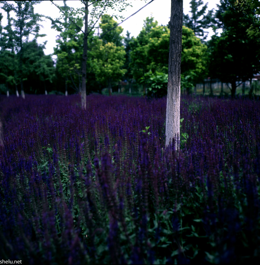 01_Rolleiflex 3.5F_Zeiss Planar 75-3.5_75 mm_ISO 50_1-100 秒 (f - 8.0)___.jpg