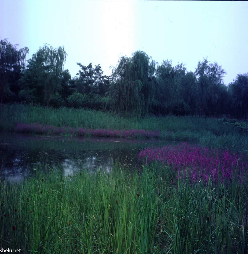 11_Rolleiflex 3.5F_Zeiss Planar 75-3.5_75 mm_ISO 50_1-100 秒 (f - 8.0)___.jpg